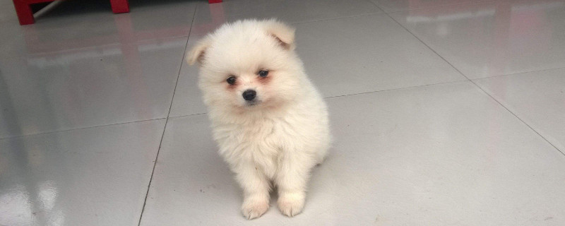 狗狗会记仇多久