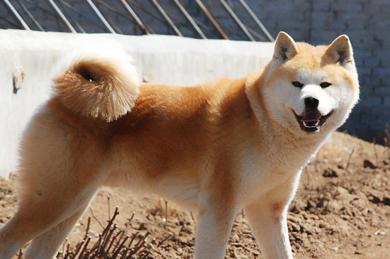 秋田犬掉毛厉害吗