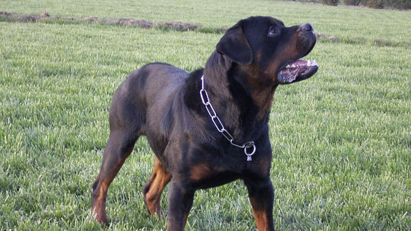 养罗威纳犬的七大禁忌