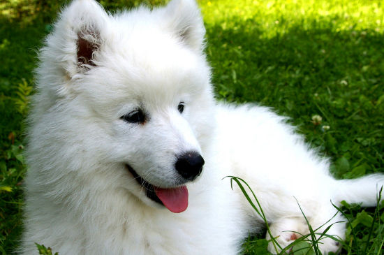 体味最小最干净的犬，爱干净的人适合养的四种狗狗