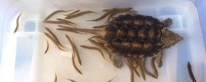 鳄龟放深水里会淹死吗