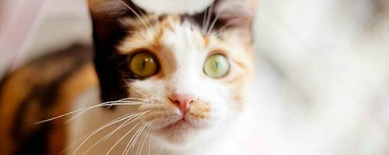 口炎猫的寿命