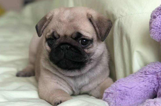 为什么狗的寿命这么短