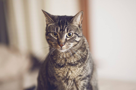 小猫主动睡你腿上，是猫咪把人当妈妈的表现