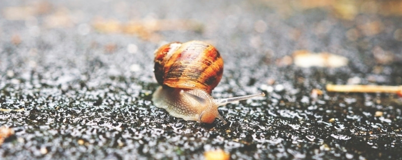 蜗牛可以放水里吗