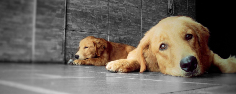 狗狗中暑危险期是多久