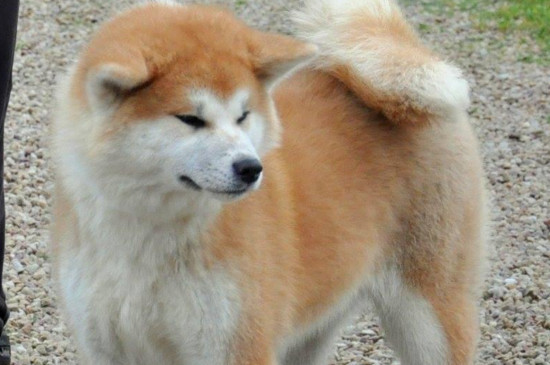 16个不能养秋田犬的理由