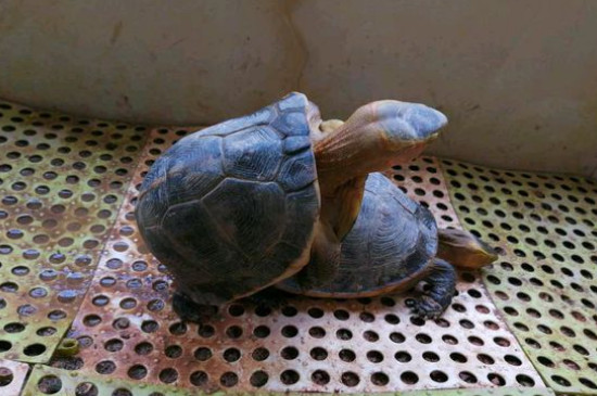 乌龟白眼病多久会死