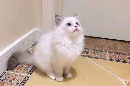 猫拉稀很臭
