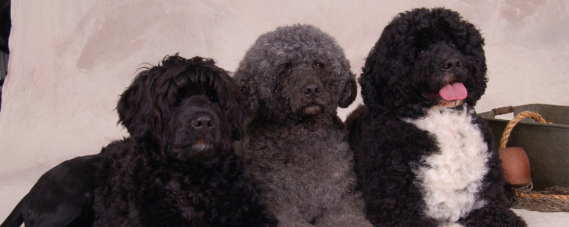 葡萄牙水犬和泰迪区别
