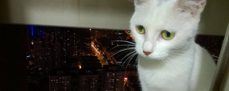 猫高冷吗