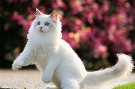 血统猫为什么贵