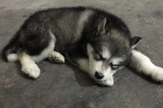 阿拉斯加犬瘟早期症状，判断狗狗犬瘟的3种表现