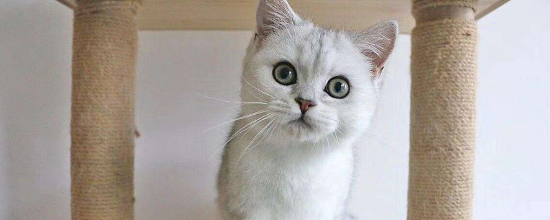猫杯状病毒多少天能好