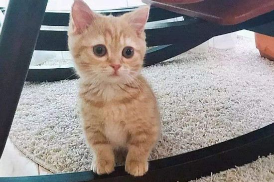 橘猫越打越凶怎么办