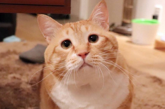 猫咪抑郁能自愈吗