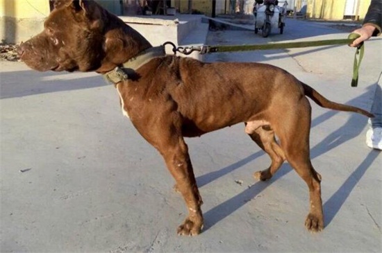 比特犬一只多少钱呢，市场价在1500～3000元左右