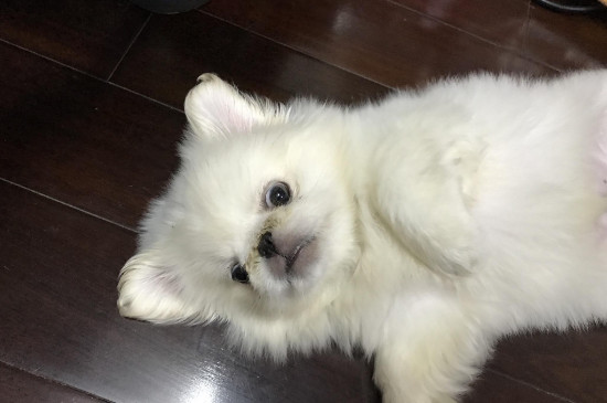狗会发烧吗