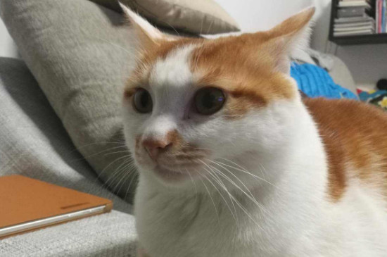 猫膀胱炎能自愈吗