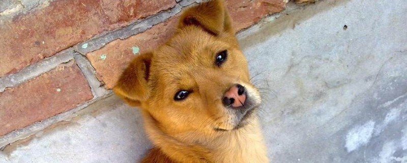 土狗好养吗