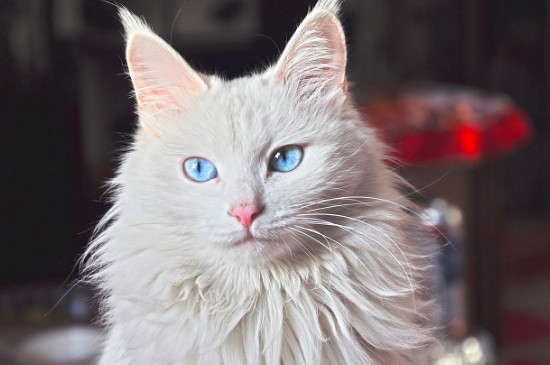 安哥拉猫和狮子猫区别