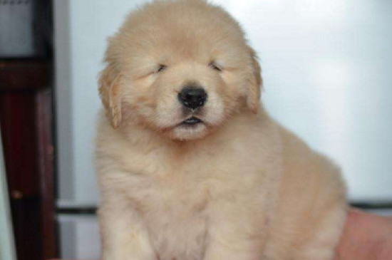 怎样养金毛幼犬