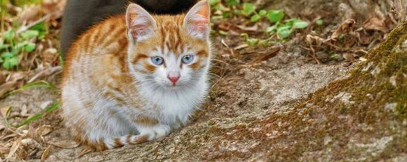 小猫肚子大怎么回事
