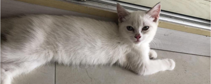 母猫怀孕禁忌