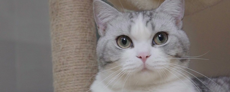 猫为什么不能随便送人