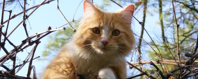 猫吃南瓜好处和坏处