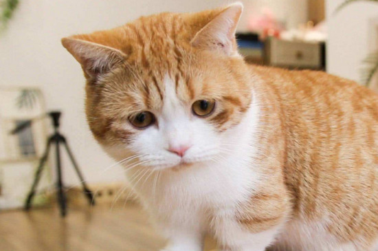母猫奶水不足表现