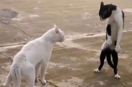两只猫打架不管可以吗