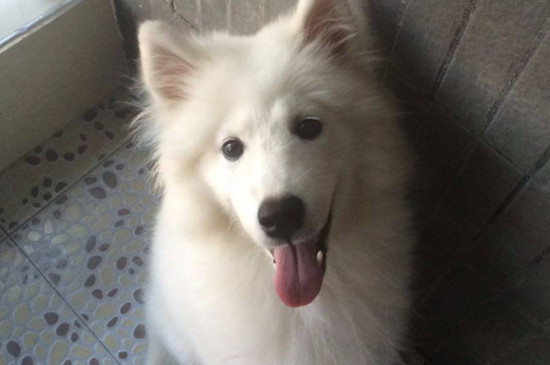 银狐犬多少钱一只，家养幼犬的价格在1000-4000元之间