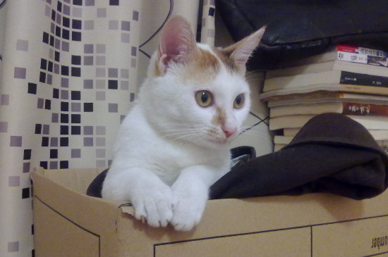 猫一直打颤是怎么回事