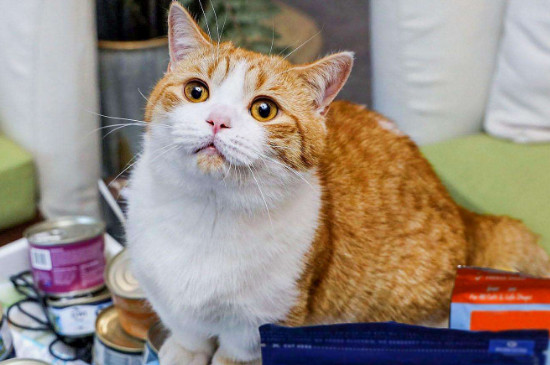 猫一直吐白沫