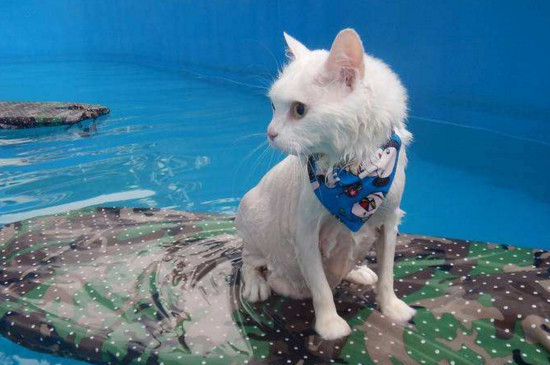 猫咪伤口化脓了会死吗