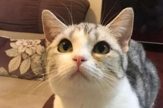 母猫配成功有什么变化
