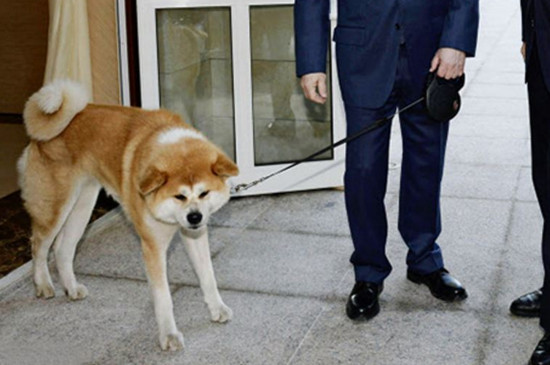 秋田犬掉毛厉害吗