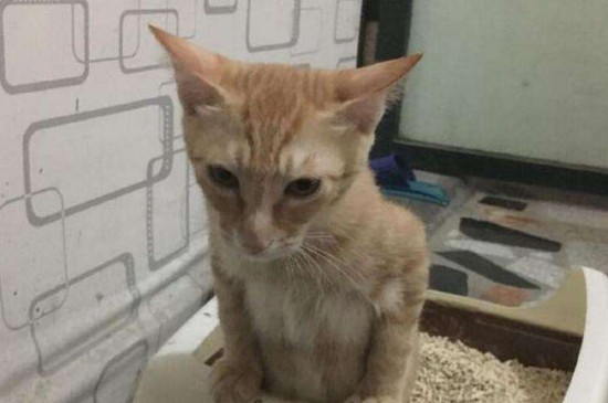 猫在床上拉屎预示着什么