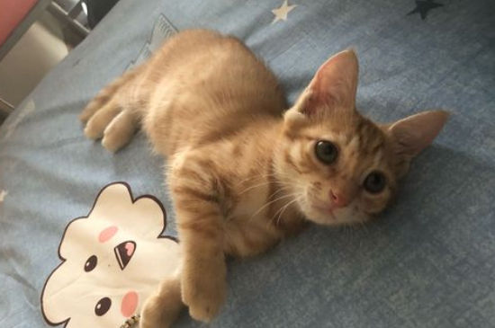 猫能不能吹空调