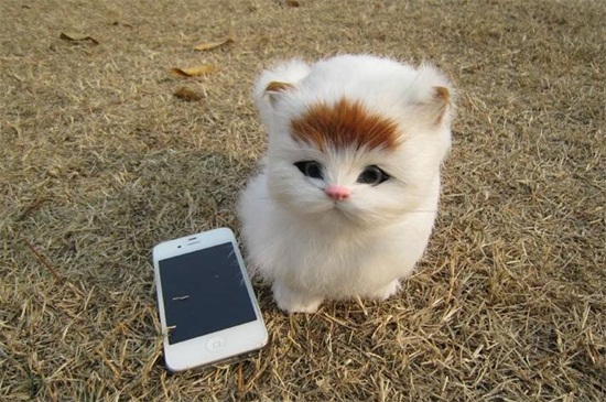吹干毛猫妙招