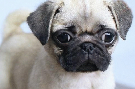 巴哥犬一窝最多下几只，巴哥犬孕期护理的方法