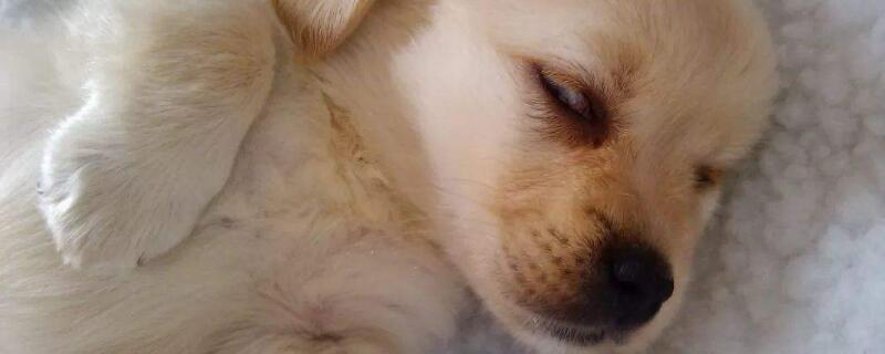 狗狗被车压了腿怎么办