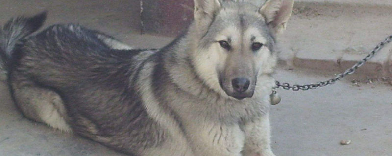 昆明犬适合农村家养吗
