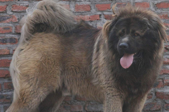 养高加索犬的开销有多大，一天能吃三四十元的狗粮