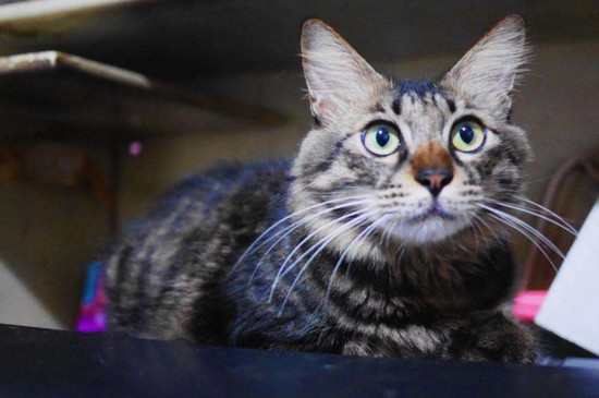 狸花猫一天吃几顿