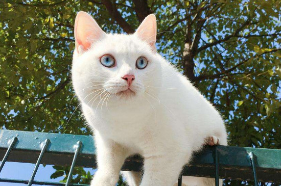 猫一天没大便只拉尿