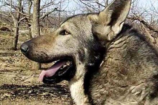 狼青吃什么立耳快，鸡蛋黄各种肉以及犬类保健品