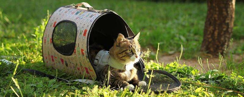 猫需要遛吗，不出门怎么帮小猫解闷