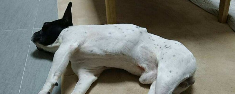 小狗四肢僵硬要死一样